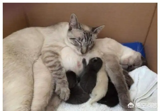 猫咪多久怀孕(猫咪多久怀孕生宝宝)