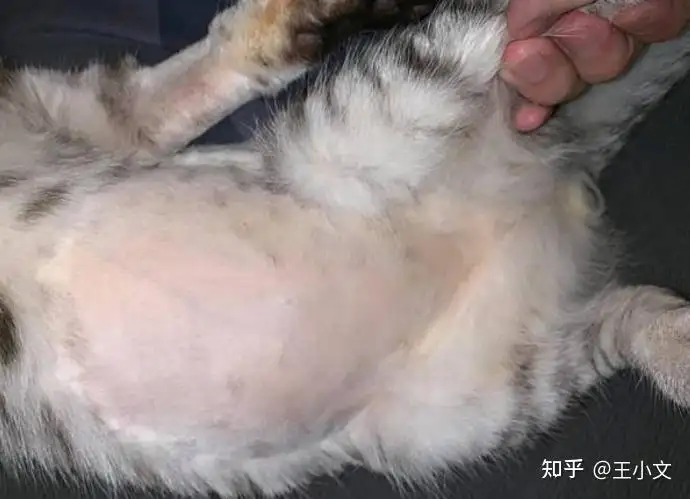 猫传腹是怎么得的这个病(猫传腹症状是什么原因造成的)