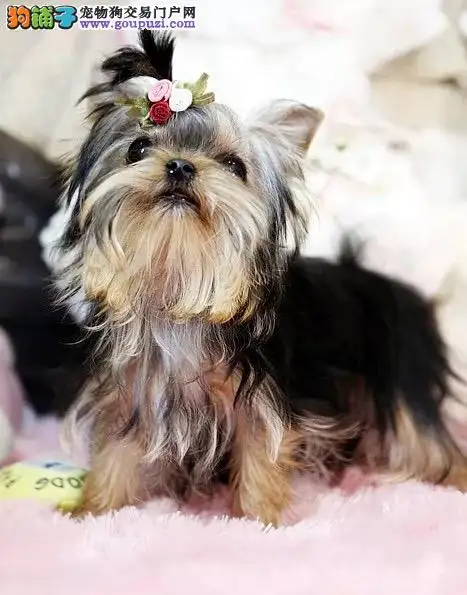 约克夏犬大概多少钱(约克夏犬大概多少钱一只幼犬)