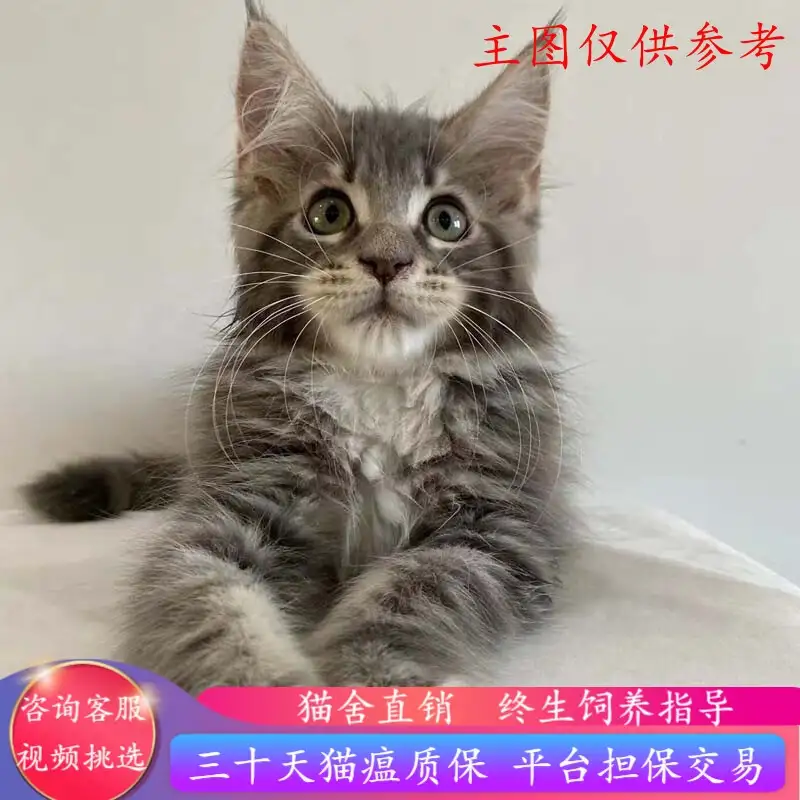 宠物级缅因猫多少钱一只(品相好的缅因猫一只多少钱)