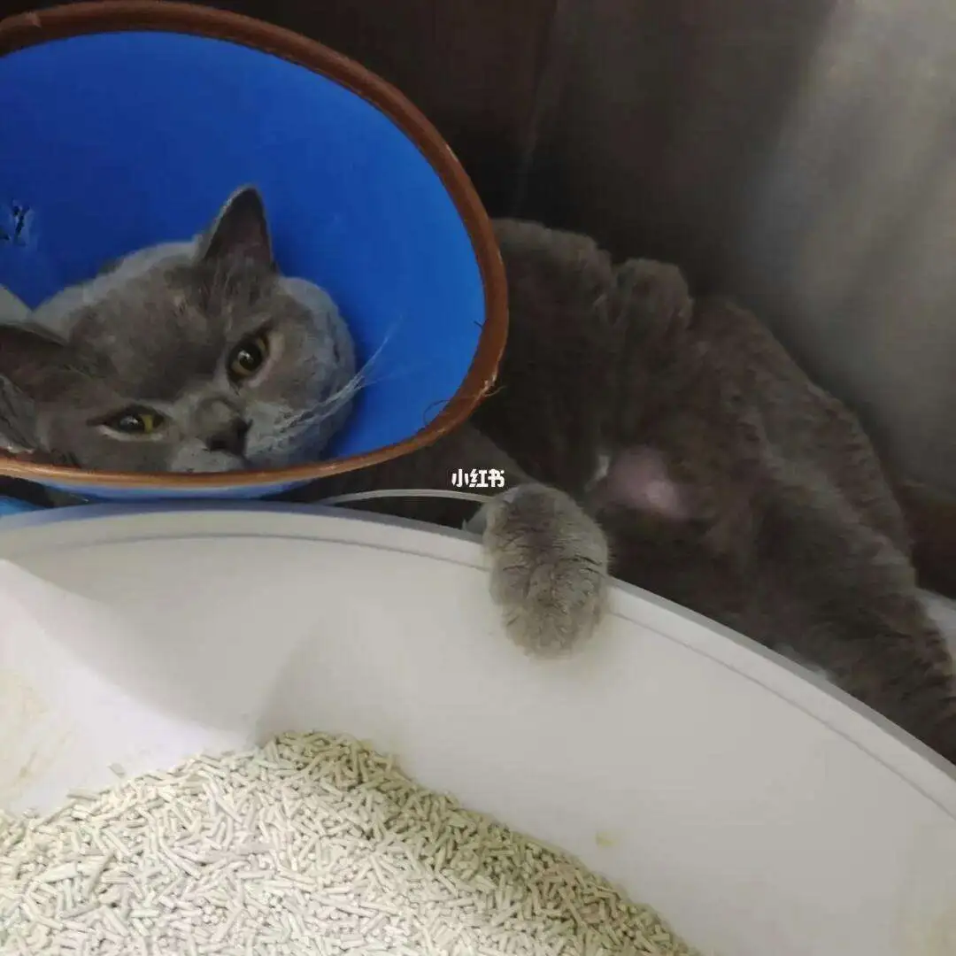 猫传腹逆推(猫传腹逆推反而不吃不喝爱睡觉了正常吗)