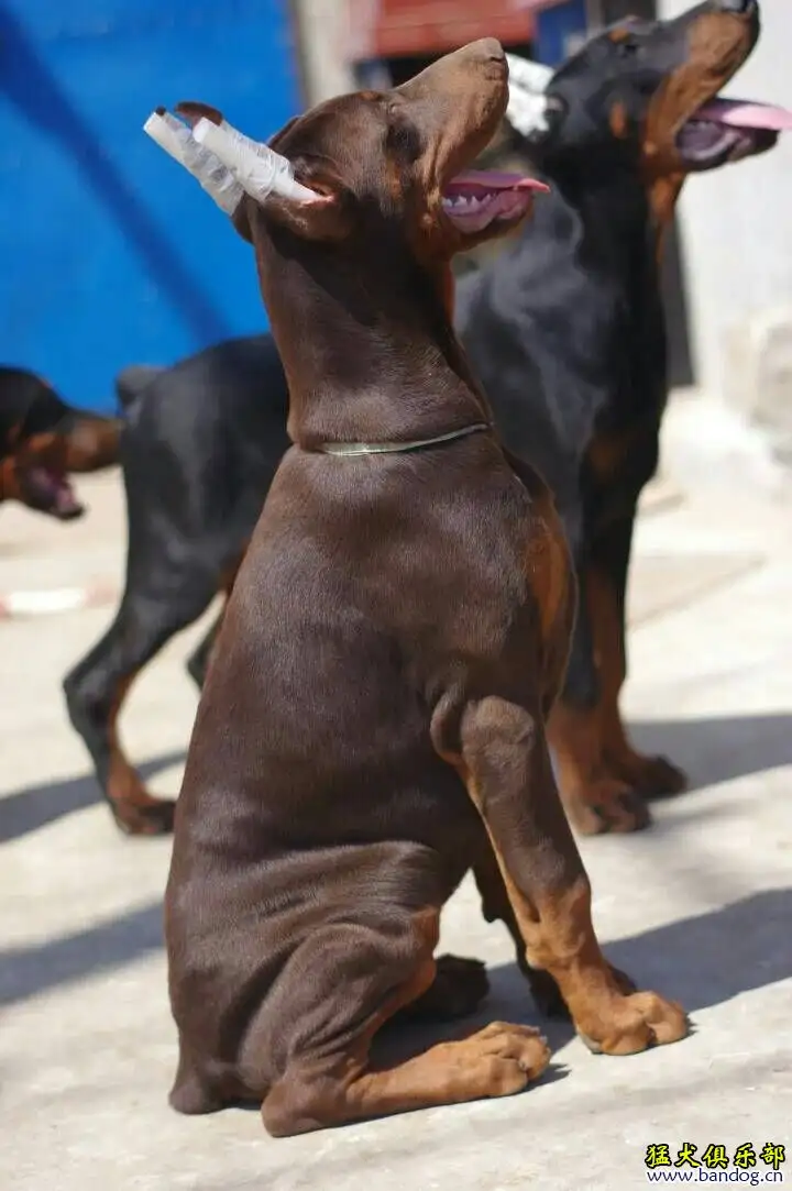 哪里可以买到纯种杜宾犬(哪里有卖杜宾犬的多少钱一只)