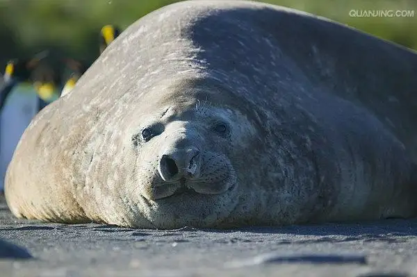 狗狗怀孕几个月下崽子(狗狗怀孕几个月下崽儿啊)