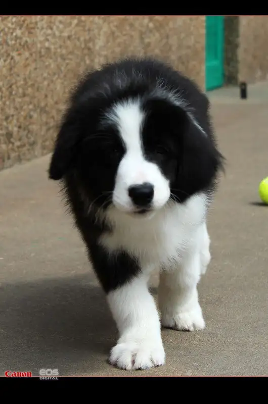 哪里边境牧羊犬幼犬(哪里边境牧羊犬幼犬好养)