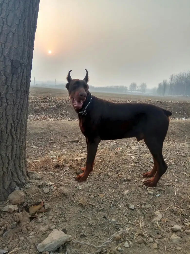 哪里可以买到纯种杜宾犬(哪里有卖杜宾犬的多少钱一只)