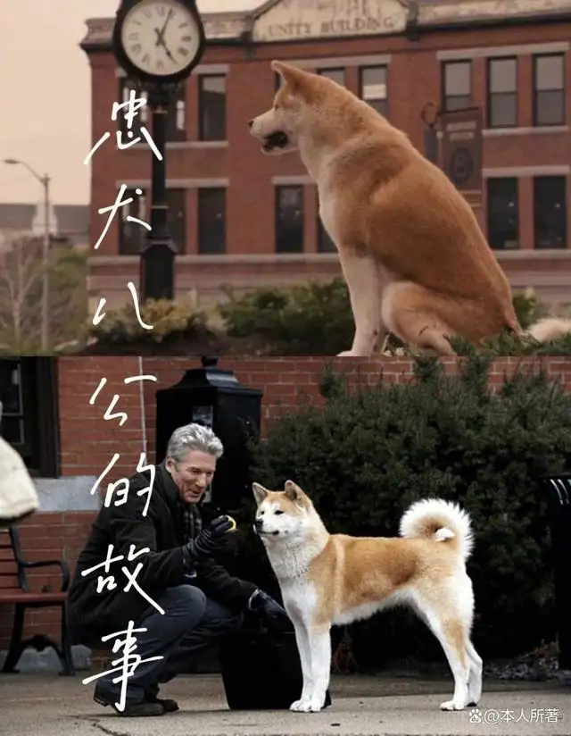 忠犬八公读后感.(忠犬八公读后感500字)