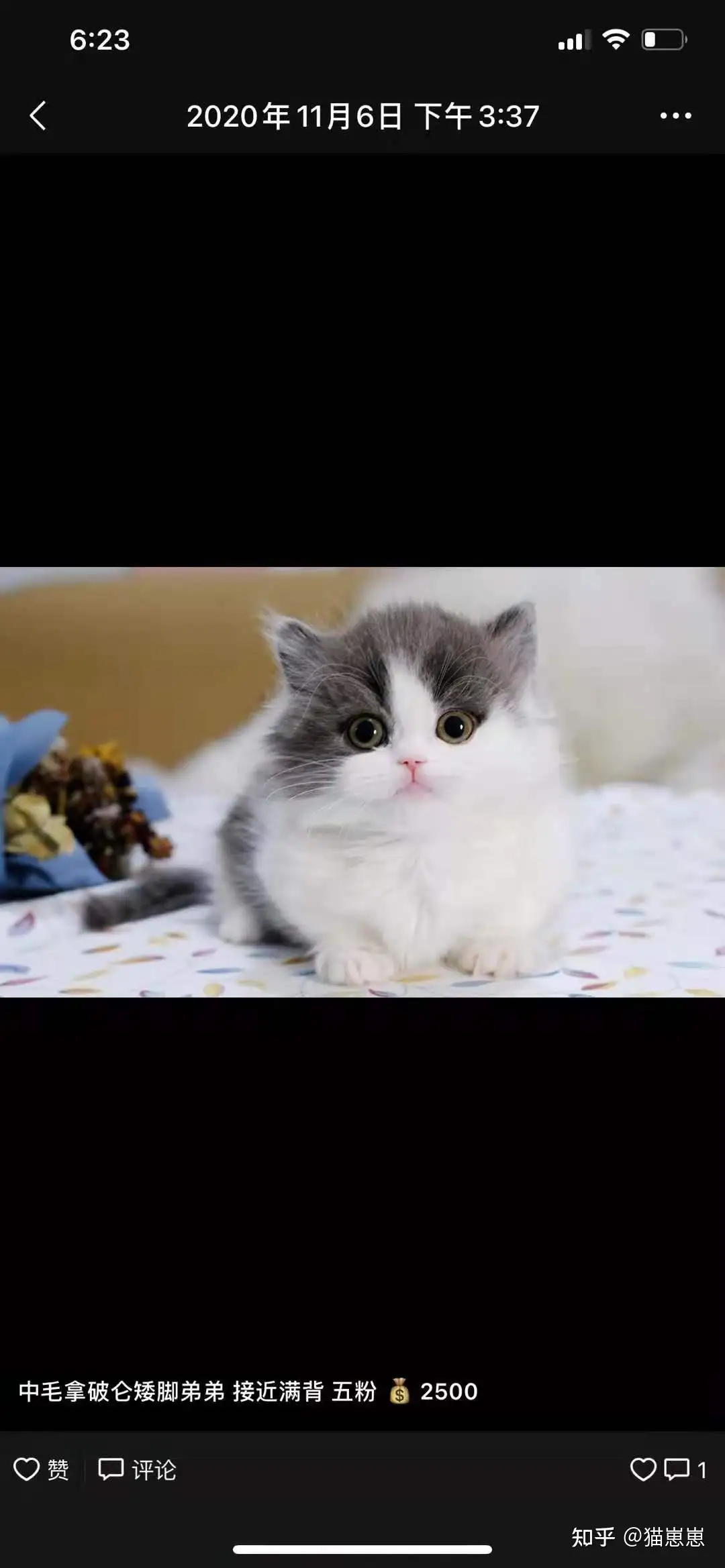 宠物猫多少价钱(宠物猫多少价钱一只)