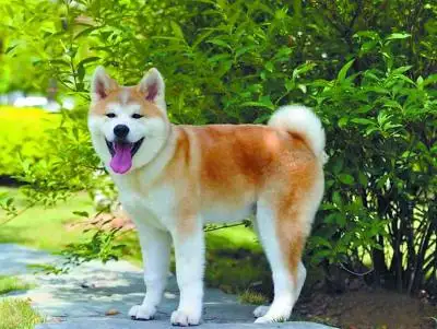 日本国犬是柴犬还是秋田犬的简单介绍
