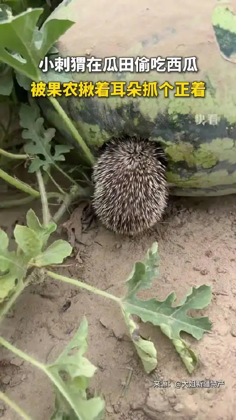 刺猬怎么烧可以吃(刺猬怎么样做才能吃上肉)