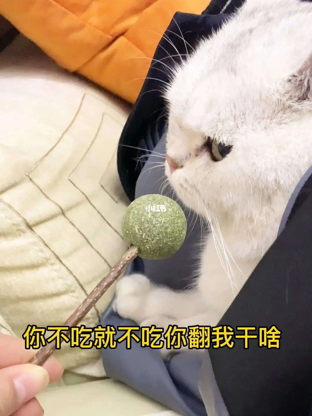 为什么要给猫吃猫薄荷(为什么要给猫吃猫薄荷呢)