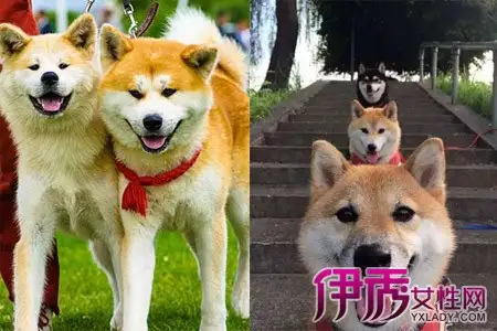 柴犬与秋田犬的区别主要看()(柴犬与秋田犬的区别主要看 )