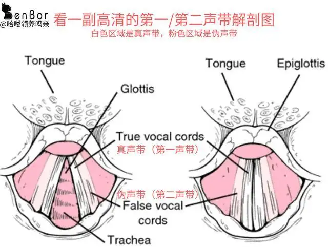 为什么猫呼吸会有咕噜咕噜的声音(为什么猫咪呼吸会发出呼噜呼噜的声音)