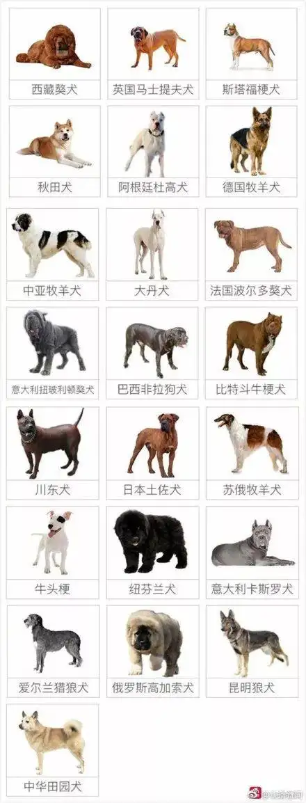 禁养犬(禁养犬名单图片)