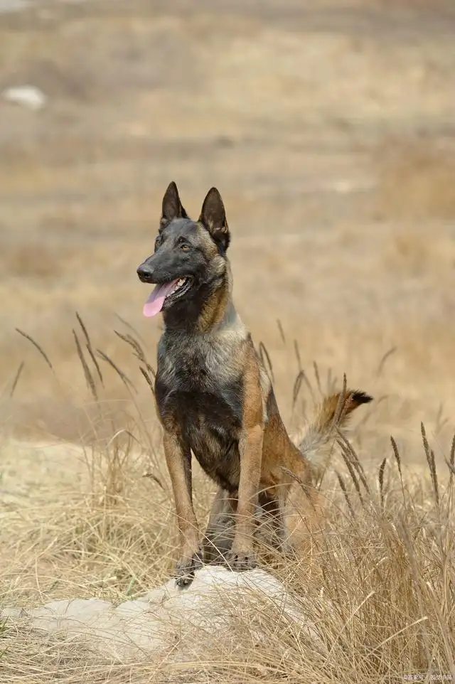 马犬可以活几年(马犬可以活多长时间)