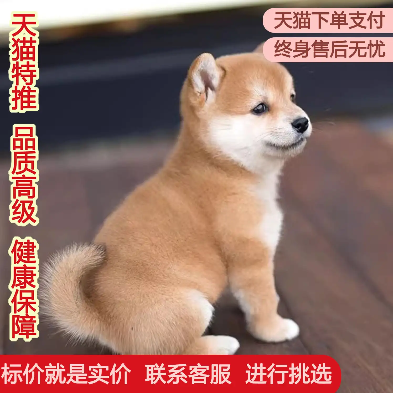 日本国犬是柴犬还是秋田犬的简单介绍