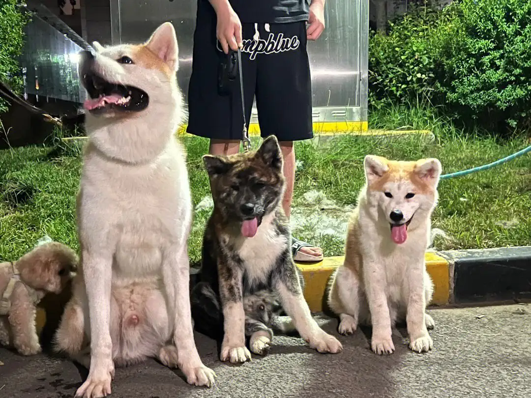 虎斑秋田犬价格(虎斑秋田犬价格及图片)