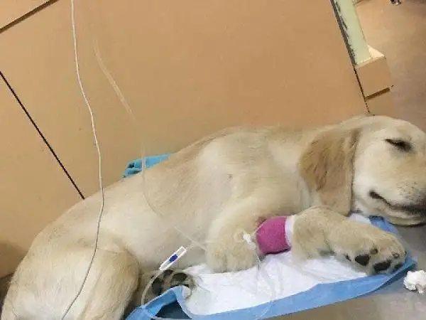 6个月狗狗得细小存活率(六个月狗狗得细小死亡率还高吗)