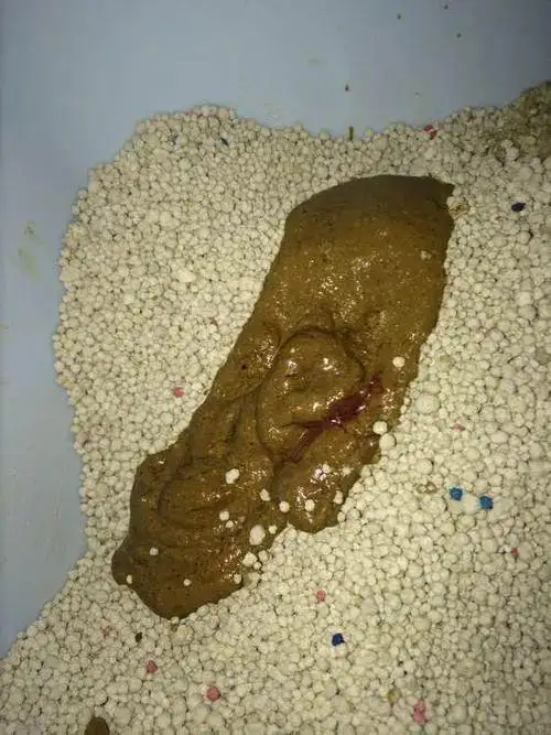 母猫便秘(母猫便秘能用开塞露吗)