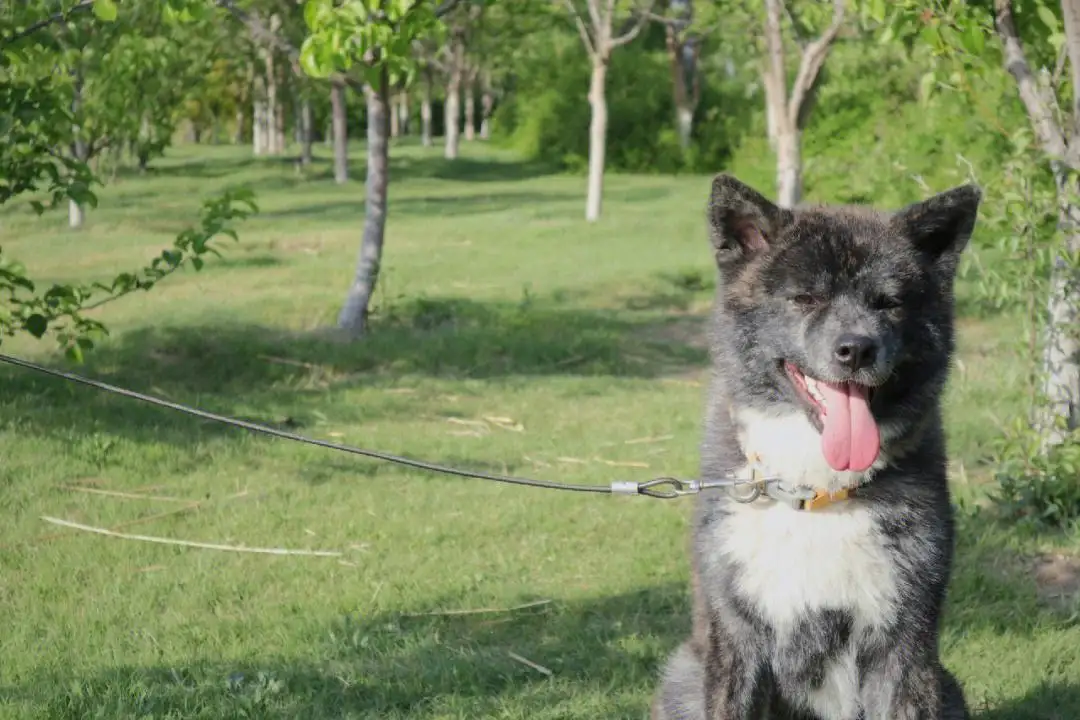 虎斑秋田犬价格(虎斑秋田犬价格及图片)