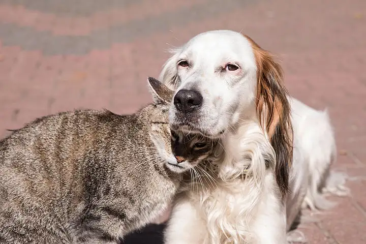 狗和猫寿命哪个长(猫和狗的寿命哪个长?)