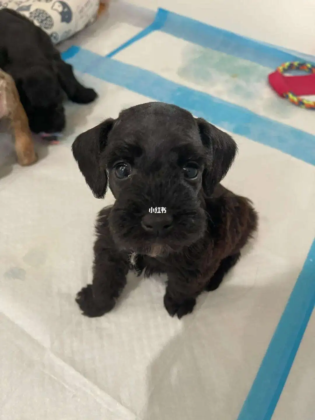 黑色雪纳瑞幼犬(黑色雪纳瑞长大是什么样子的?)