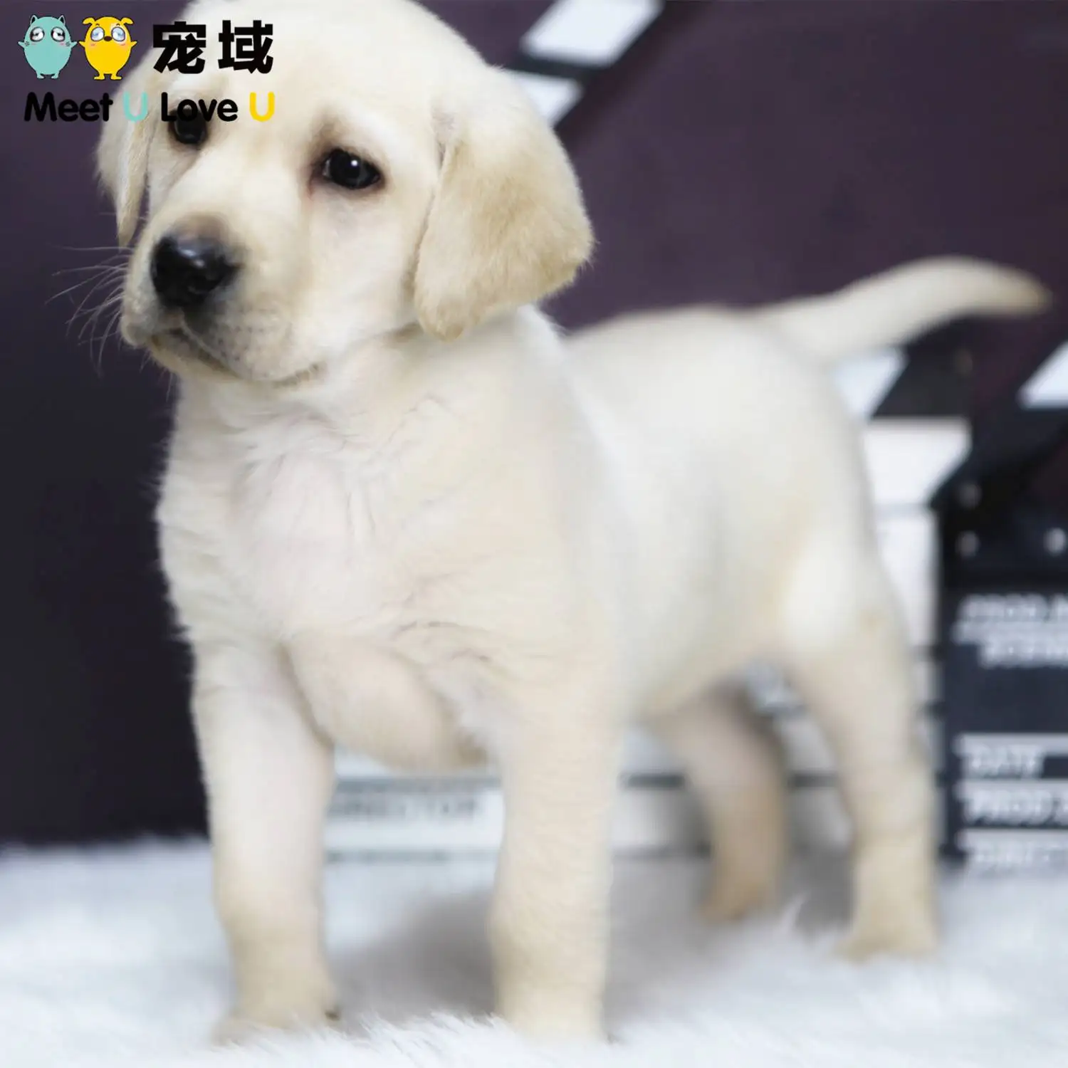 纯拉布拉多犬多少钱一只幼犬(纯拉布拉多幼犬价格多少钱一只)