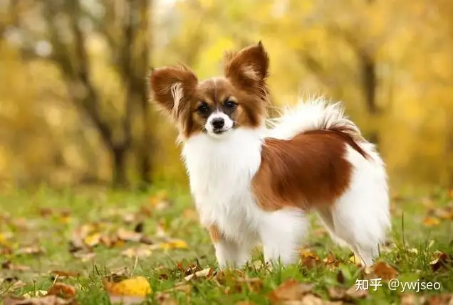 中小型犬适合家养(中小型犬适合家养的狗串串有哪些)