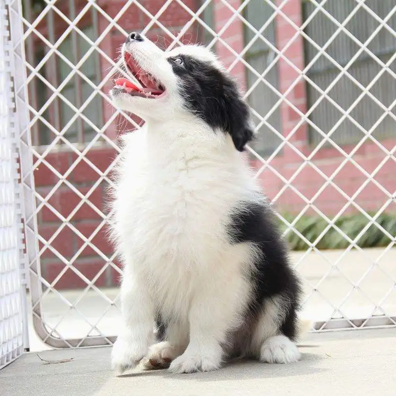 怎么买边境牧羊犬(如何选边境牧羊犬幼犬)