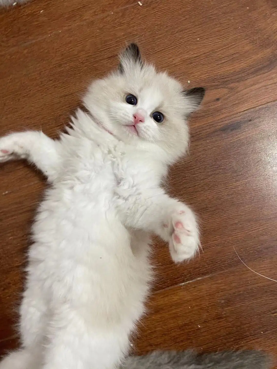 布偶猫一般多大(布偶猫一般多大开始爆毛)