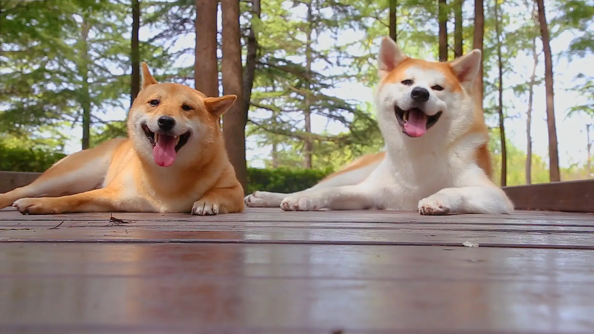 秋田和柴犬哪个贵一些(秋田和柴犬有什么区别哪个更好一些)