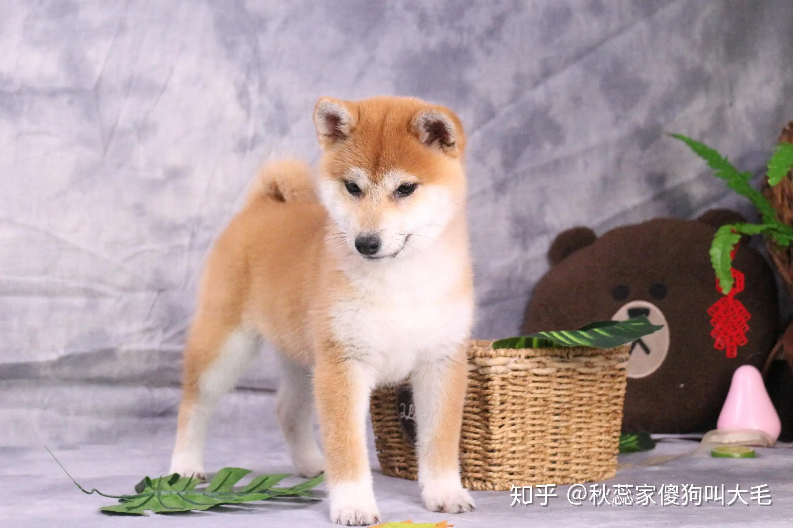 柴犬和中华田园犬哪个好养(柴犬和中华田园犬性格一样吗)