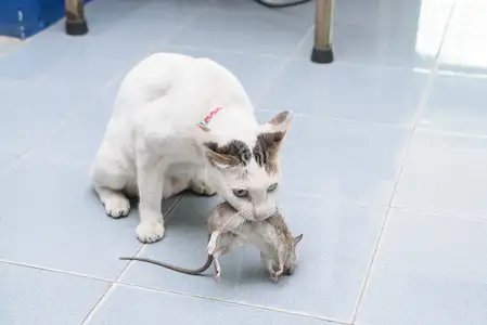 抓老鼠公猫好还是母猫好(抓老鼠公猫好还是母猫好一点)