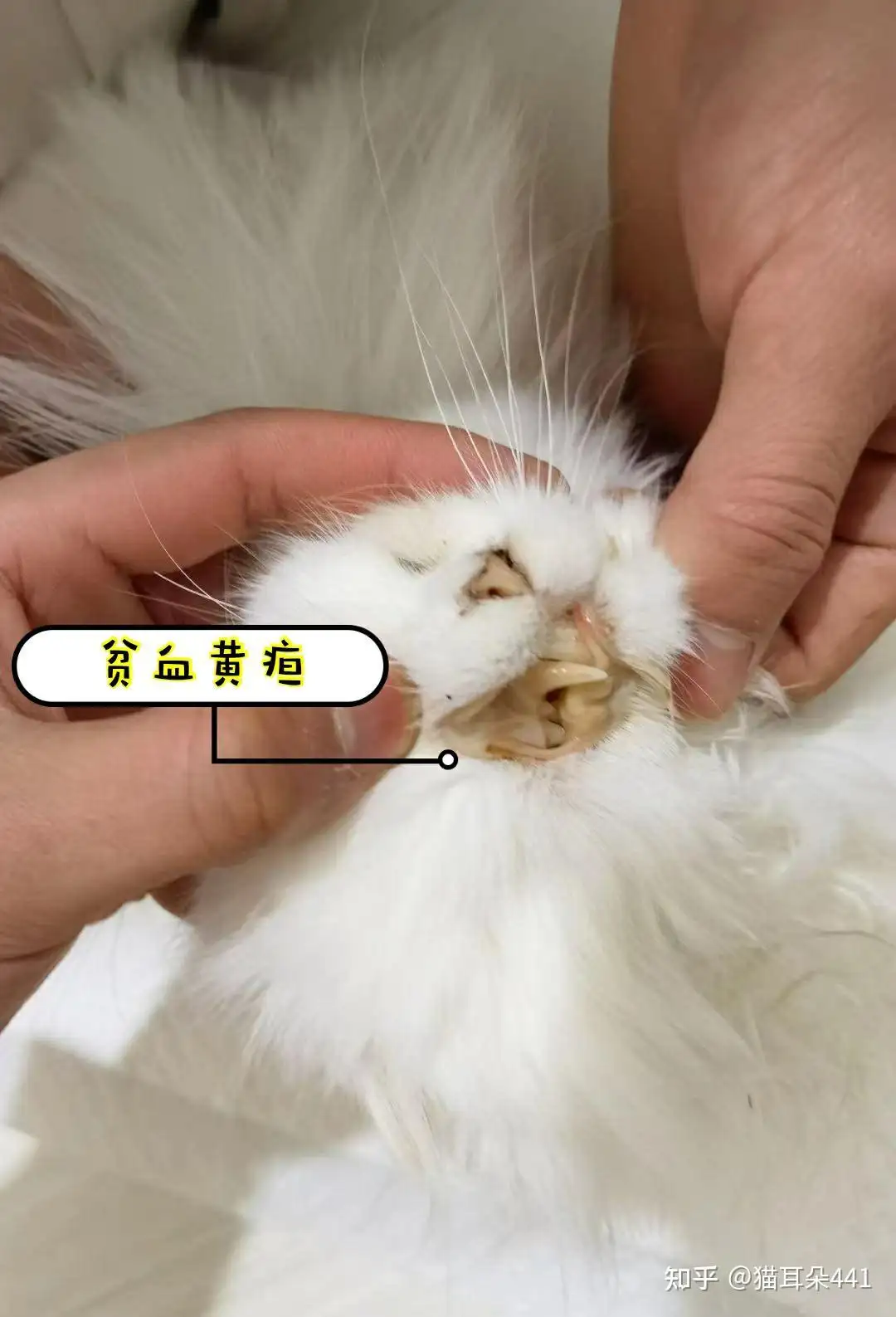 猫传腹是否传染(猫传腹是否会传染)