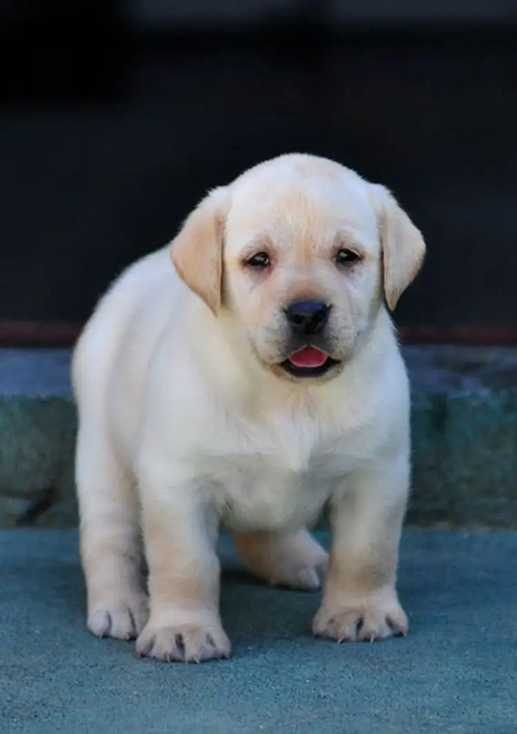 纯拉布拉多犬多少钱一只幼犬(纯拉布拉多幼犬价格多少钱一只)