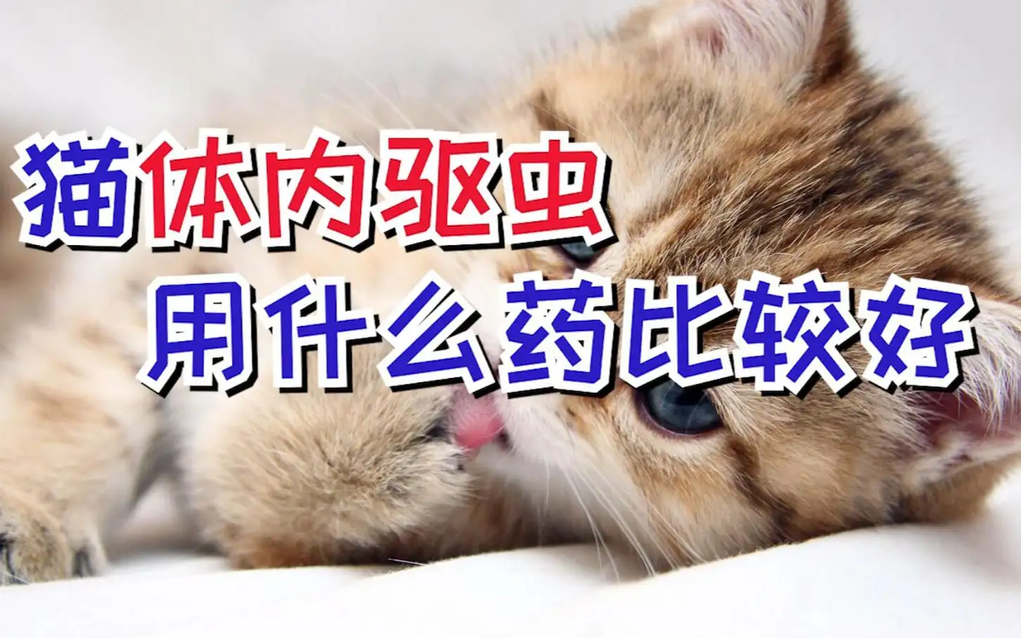 猫体内驱虫(猫体内驱虫多久一次合适)