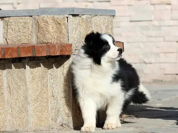 怎么买边境牧羊犬(如何选边境牧羊犬幼犬)