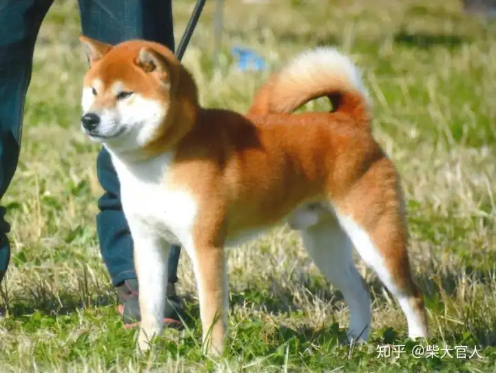 柴犬和中华田园犬哪个好养(柴犬和中华田园犬性格一样吗)