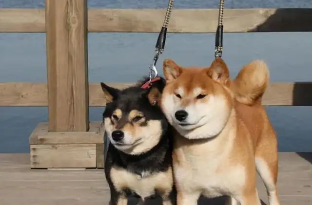 柴犬和秋田犬是一种犬吗(柴犬和秋田犬是不是一个品种)