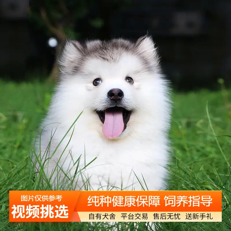 包含阿拉斯加犬双血统多少钱的词条