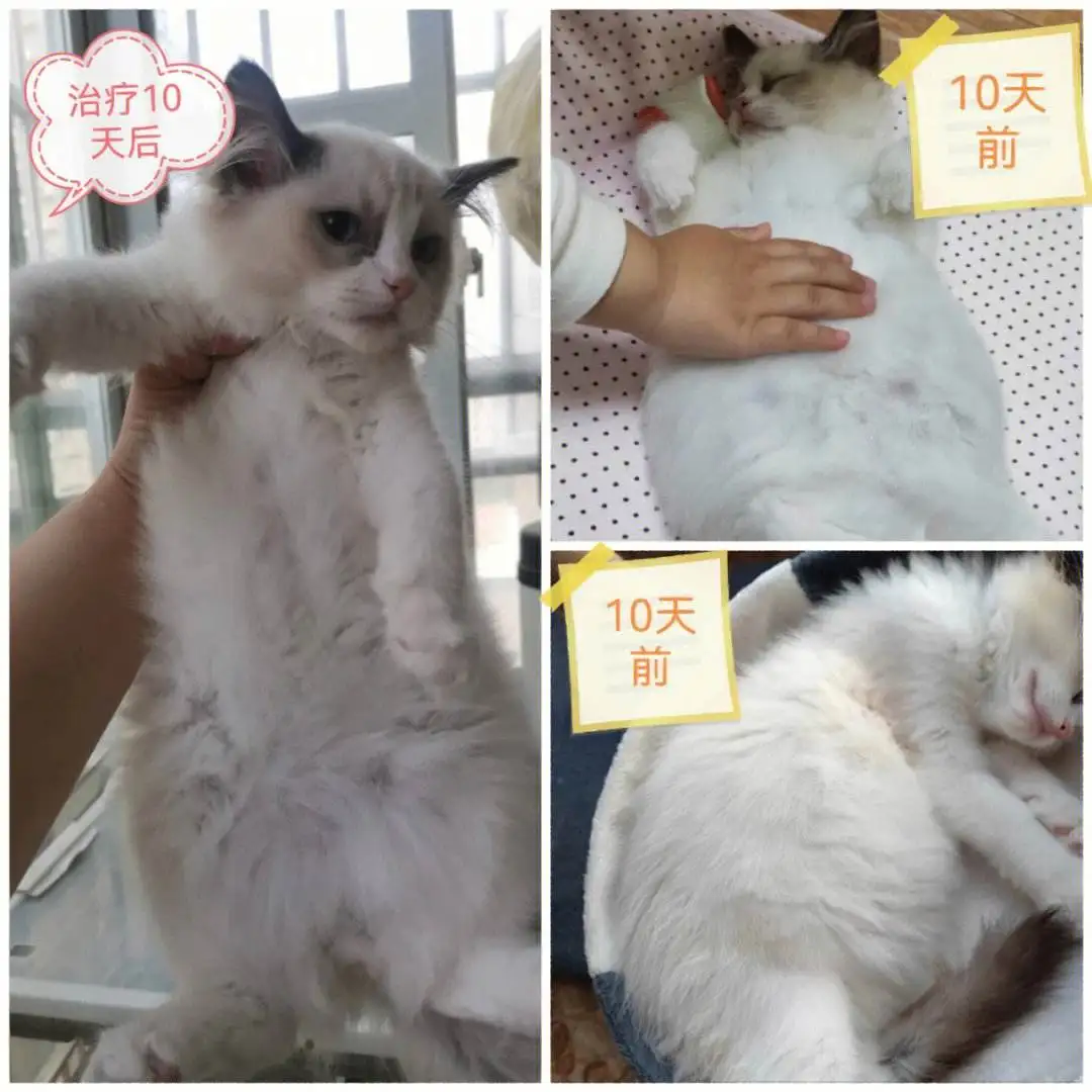 猫传腹治疗(猫传腹治疗率)