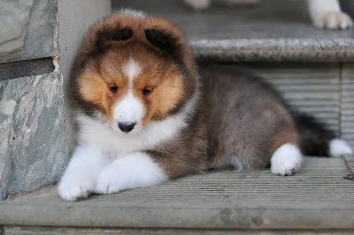 苏格兰牧羊犬多少钱一只纯种(苏格兰牧羊犬多少钱一只纯种犬)