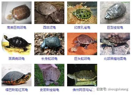 好看的龟品种(好看的龟有哪些)