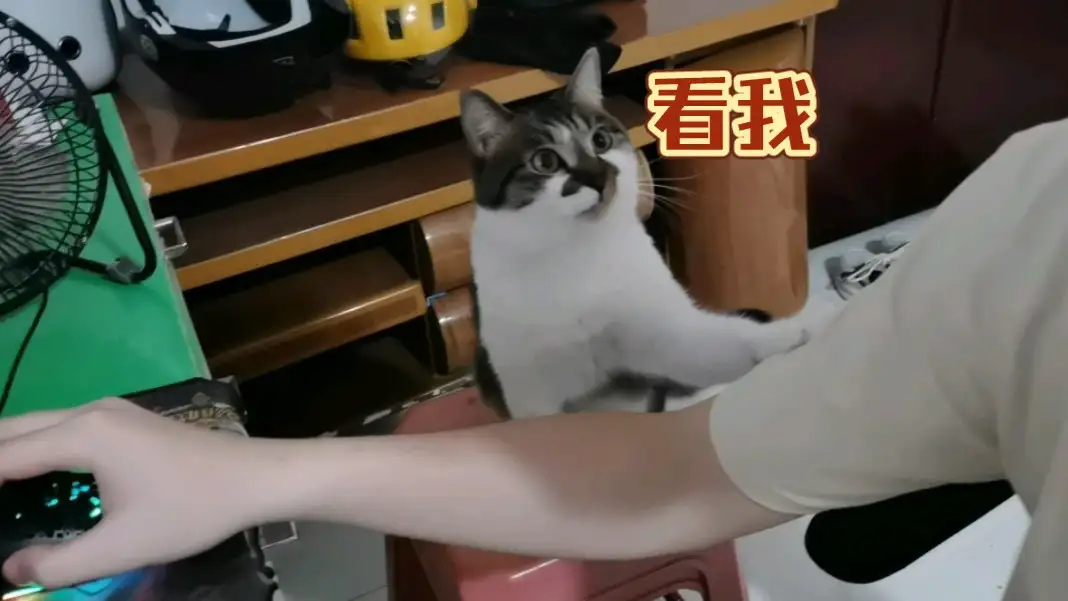 猫咪吸人是什么意思(猫吸主人的手怎么回事)