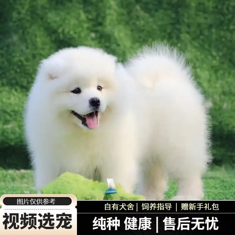 幼崽萨摩耶犬价格(萨摩耶幼犬价格一般多少)