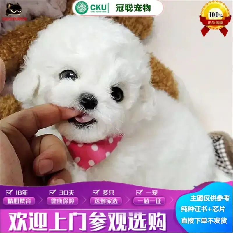 比熊犬纯种幼崽一般多少钱一只(比熊犬纯种幼崽一般多少钱一只图片)