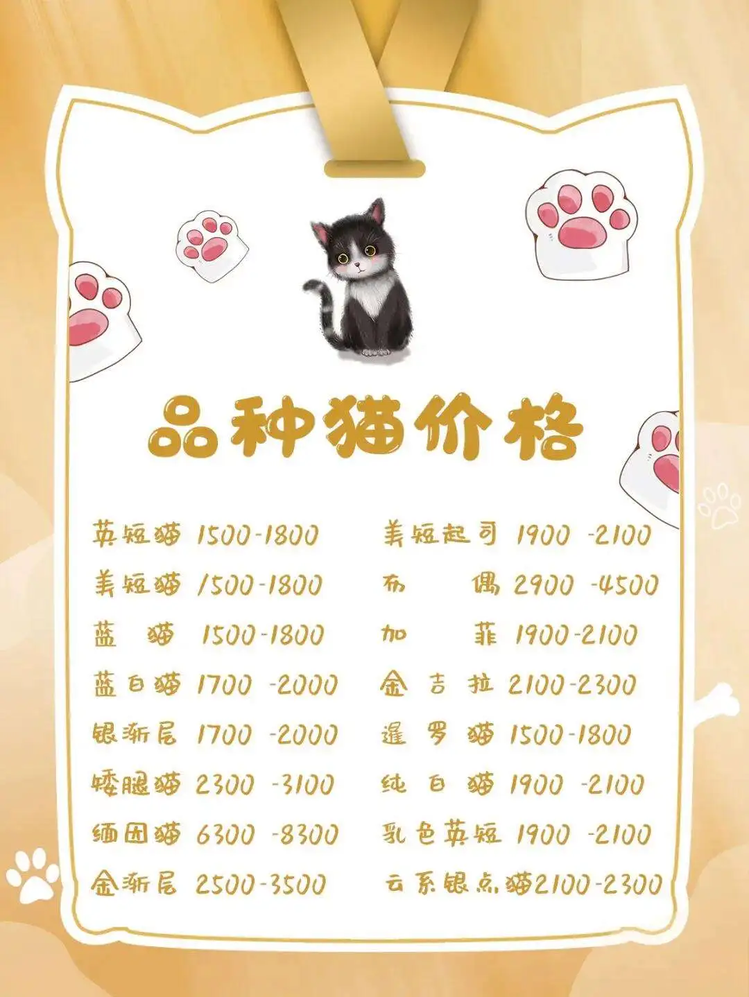 美国短毛猫一般多少钱(美国短毛猫多少钱一只纯种)