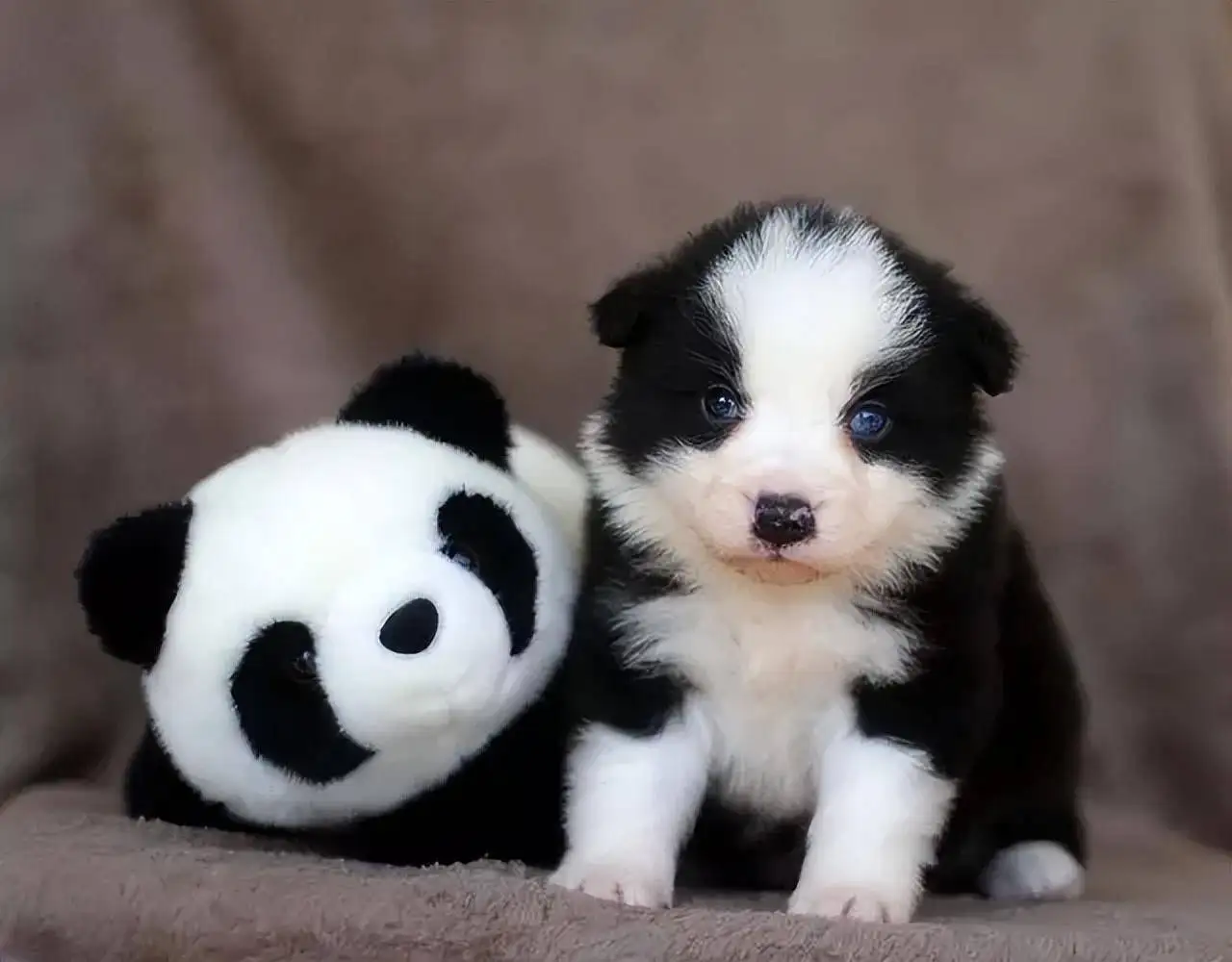 边境牧羊犬大约多少钱一只(边境牧羊犬大约多少钱一只狗)