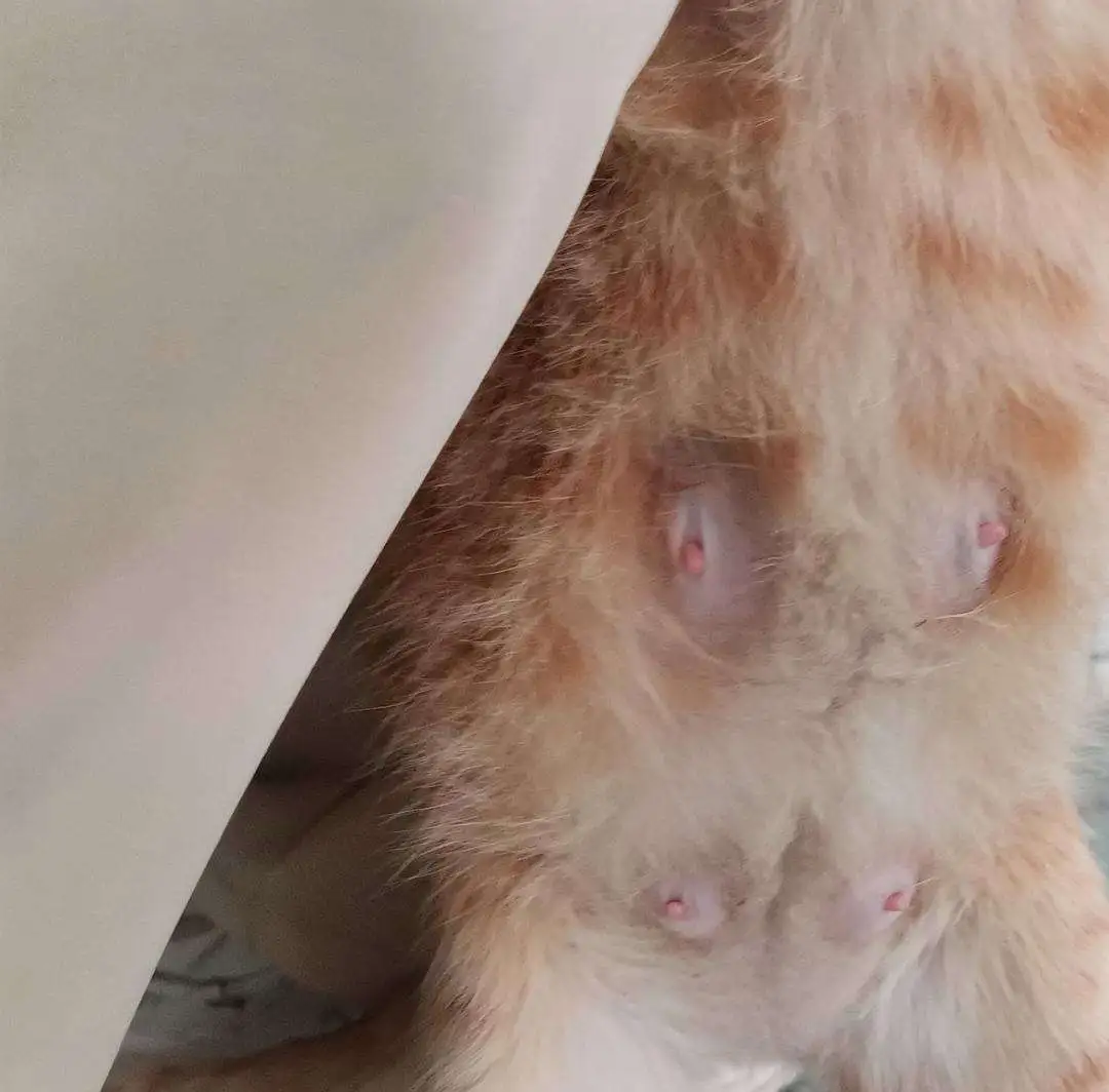 母猫怀孕(母猫怀孕几个月生产)