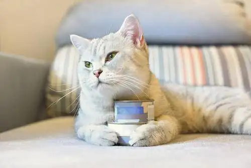 猫咪便秘吃什么快速排便(猫咪便秘吃什么快速排便最有效)