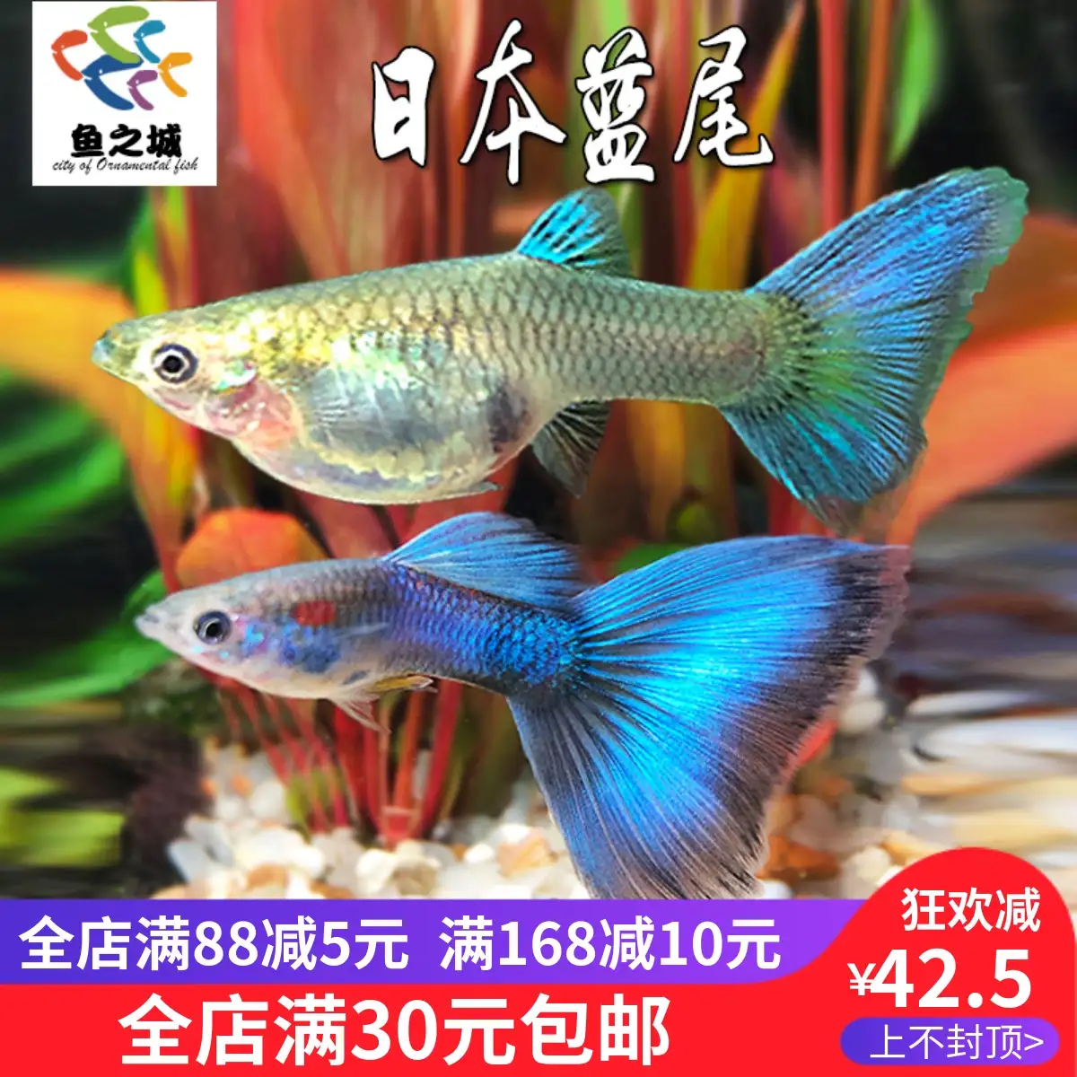 如何养热带鱼(如何养热带鱼小鱼)